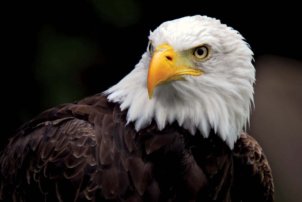 An image of a Bald Eagle