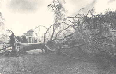 This 65-year old oak, the largest tree on the Davidson campus, fell during an ice storm on January 20, 1978.