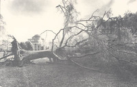 This 65-year old oak, the largest tree on the Davidson campus, fell during an ice storm on January 20, 1978.