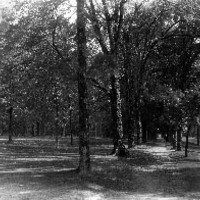 View of Campus with tree lined paths [1920]