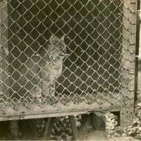 Live Wildcat in Cage 1920s
