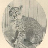 Live Wildcat Mascot Min or Tom 1928 snarling