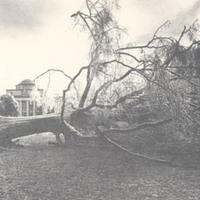 This 65-year old oak, the largest tree on the Davidson campus, fell during an ice storm on January 20, 1978.